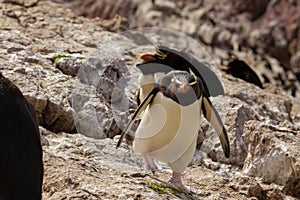 Rockhopper penguin jumping betwen rocks