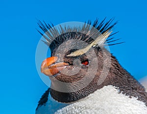 Rockhopper penguin, Patagonia, Argentina