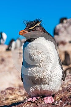 Rockhopper penguin, Patagonia, Argentina