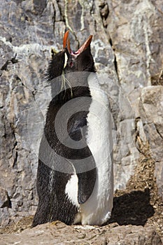 Rockhopper Penguin on Pebble Island - Falkland Islands