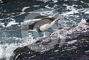 Rockhopper Penguin, Penguin Island,Puerto Deseado, Santa Cruz Province,