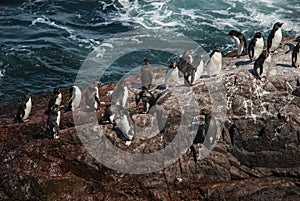 Rockhopper Penguin, Penguin Island,Puerto Deseado, Santa Cruz Province,