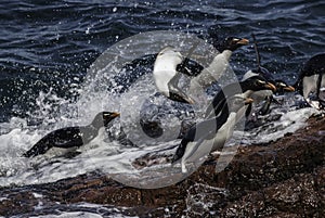 Rockhopper Penguin, Penguin Island,Puerto Deseado, Santa Cruz Province,