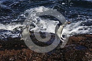 Rockhopper Penguin, Penguin Island,Puerto Deseado, Santa Cruz Province,