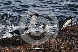 Rockhopper Penguin, Penguin Island,Puerto Deseado, Santa Cruz Province,