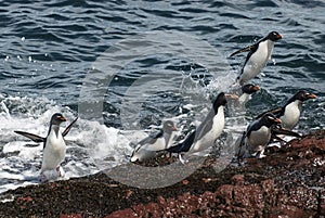 Rockhopper Penguin, Penguin Island,Puerto Deseado, Santa Cruz Province,