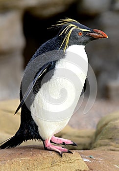 Rockhopper Penguin Portrait photo