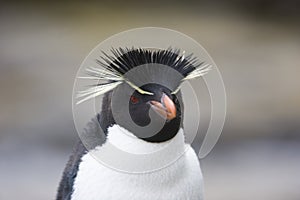 Rockhopper penguin portrait