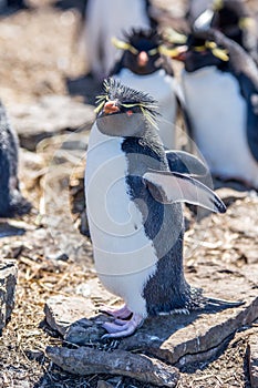 Rockhopper Penguin posing on rock in colony.