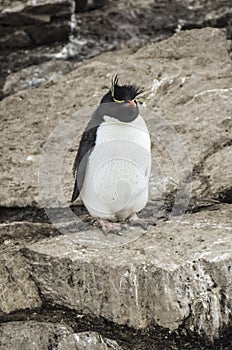 Rockhopper Penguin on the rock