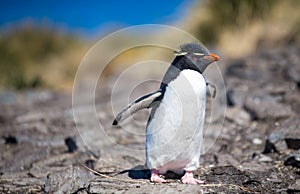 Rockhopper Penguin on rocks at colony, Bleaker Island, Falklands