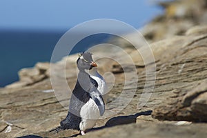 Rockhopper Penguin on Saunders Island