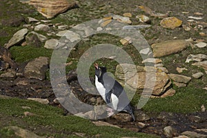 Rockhopper Penguin on Saunders Island in the Falkland Islands.