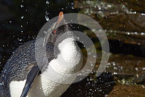 Rockhopper Penguin Shower- Falkland Islands