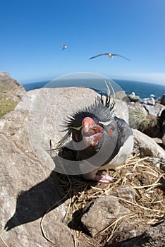 Rockhopper Penguin Squawking