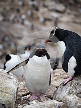 Rockhopper Penguin Standing Above Another Penguin