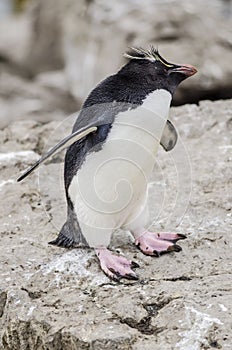 Rockhopper Penguin standing on the rock