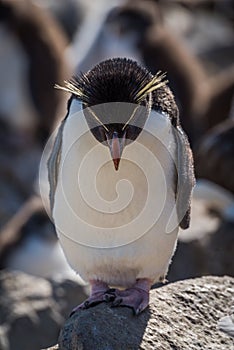 Rockhopper penguin standing on rock looking down