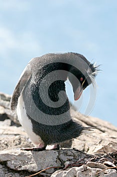 Pingüino presentado su cabeza isla 