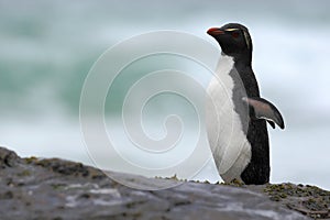 Rockhopper penguin, water bird jumps out of the blue water while swimming through the ocean in Falkland. Penguin in the sea.