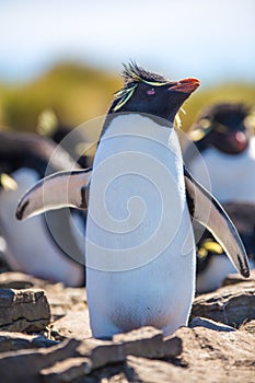 Rockhopper Penguin with wings extended Portrait