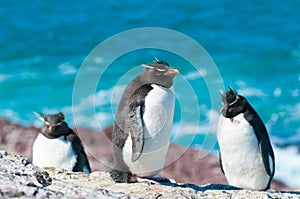 Rockhopper penguins photo