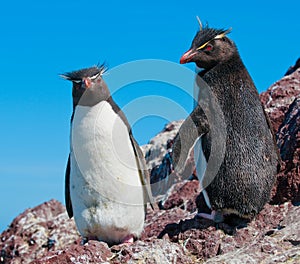 Rockhopper penguins