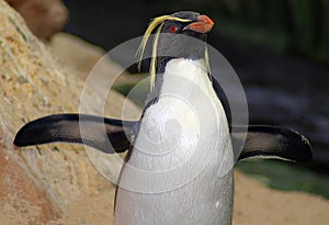The rockhopper penguins