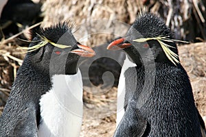 Rockhopper penguins