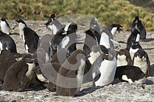 Rockhopper Penguins on Bleaker Island
