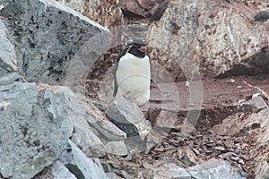 Rockhopper penguins on the Danco coast Antarctica, Antarctic Peninsula