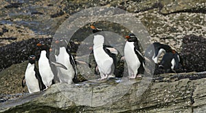 Rockhopper penguins (Eudyptes chrysocome)