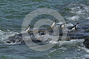 Rockhopper penguins (Eudyptes chrysocome) photo