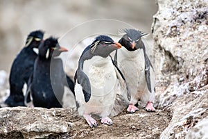 Rockhopper penguins - Eudyptes chrysocome - in colony on rockbound coast, New Island, Falkland Islands