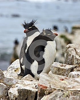 Rockhopper Penguins - Falkland Islands