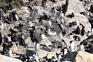 Rockhopper penguins and Mollymauk colony West Point, Falkland Islands, Malvinas