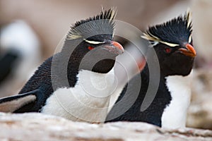 Rockhopper penguins, New Island, Falkland Islands photo