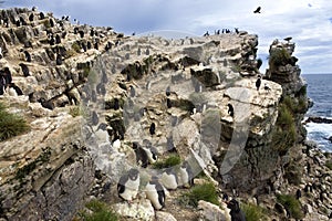 Rockhopper Penguins - Pebble Island - Falkland Islands