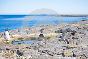 Rockhopper Penguins by rock pool in colony