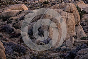 Rockpile Looking Like A Sleeping Lion in Jumbo Rocks Campground