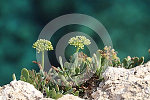 Rockplant in Cyprus