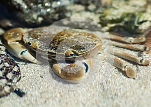 Rockpool Crab photo