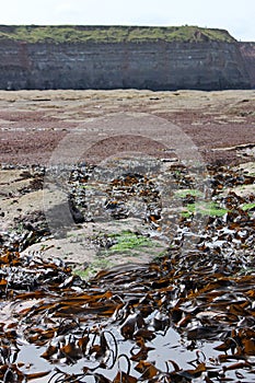 Rockpool with seaweed and cliff at Staithes