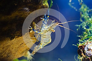 Rockpool shrimp, Palaemon elegans, saltwater decapod crustacean, climb on a verical side of a stone, covered with anemones photo