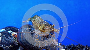 Rockpool shrimp (Palaemon elegans), shrimp looking for food among mussels, Black Sea
