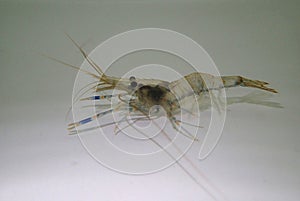 Rockpool shrimp (Palaemon elegans) in the water