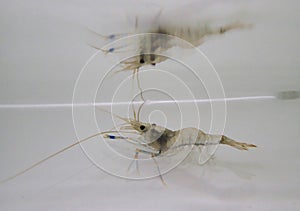 Rockpool shrimp (Palaemon elegans) in the water