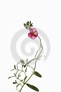 Rockrose (Cistaceae)