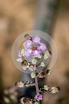 Rockrose Cistus crispus