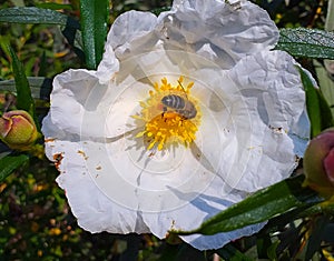 The rockrose Cistus Ladanifer is a flowering plant from the family of the Cistaceae.